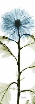 Crisântemo Azul Alongado — Koetsier, Albert