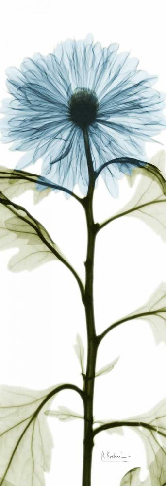 Crisântemo Azul Alongado — Koetsier, Albert