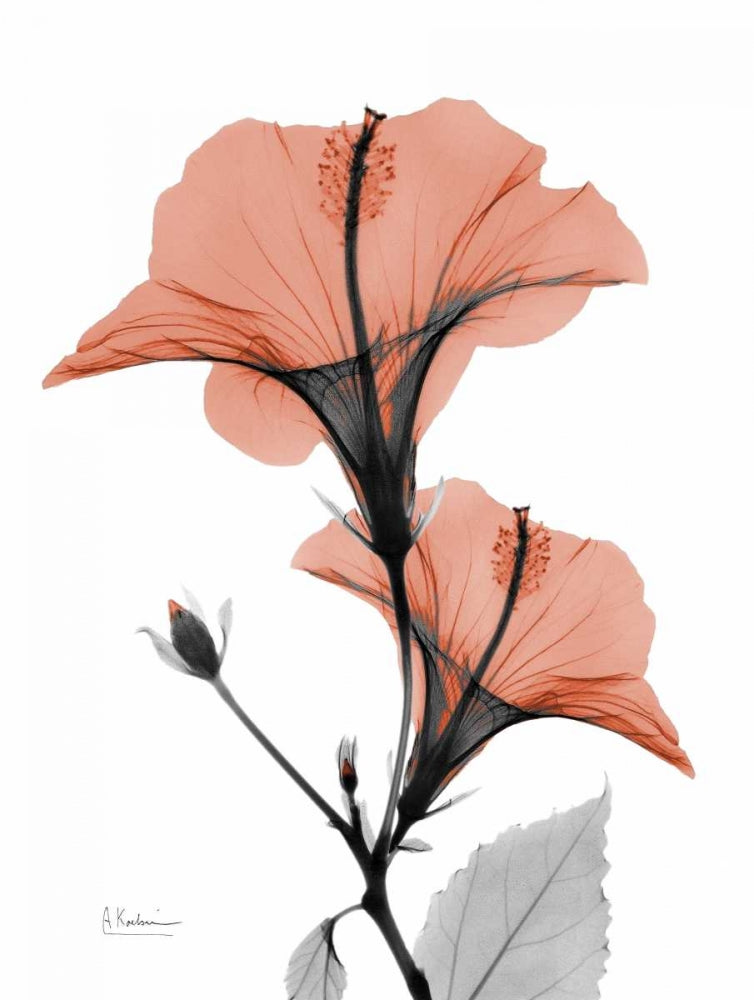 Hibisco Suave — Koetsier, Albert