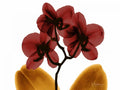 Orquídea no Outono — Koetsier, Albert