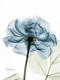 Rosa em Azul-Petróleo — Koetsier, Albert