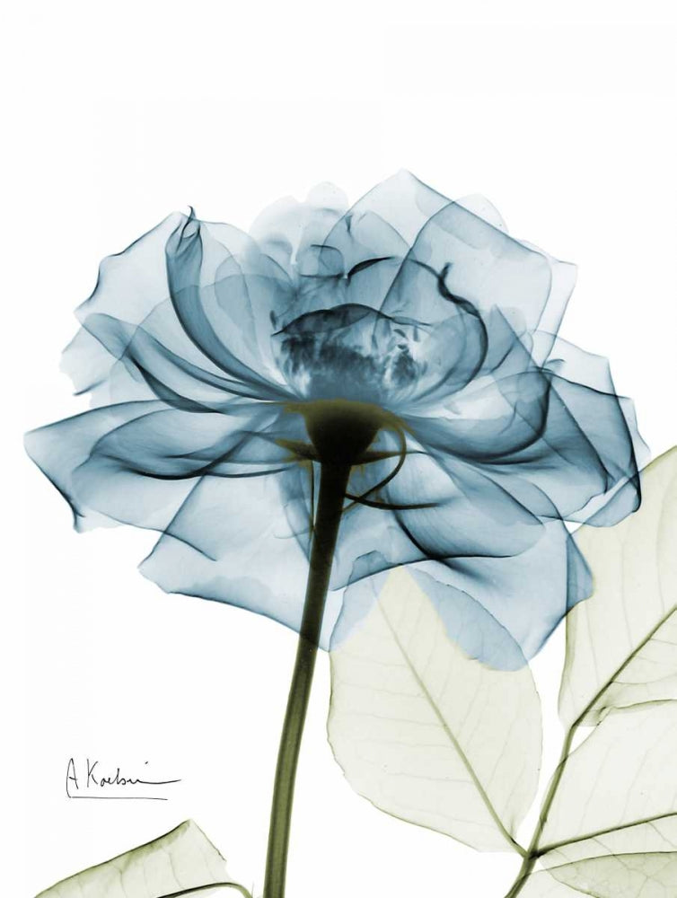 Rosa em Azul-Petróleo — Koetsier, Albert
