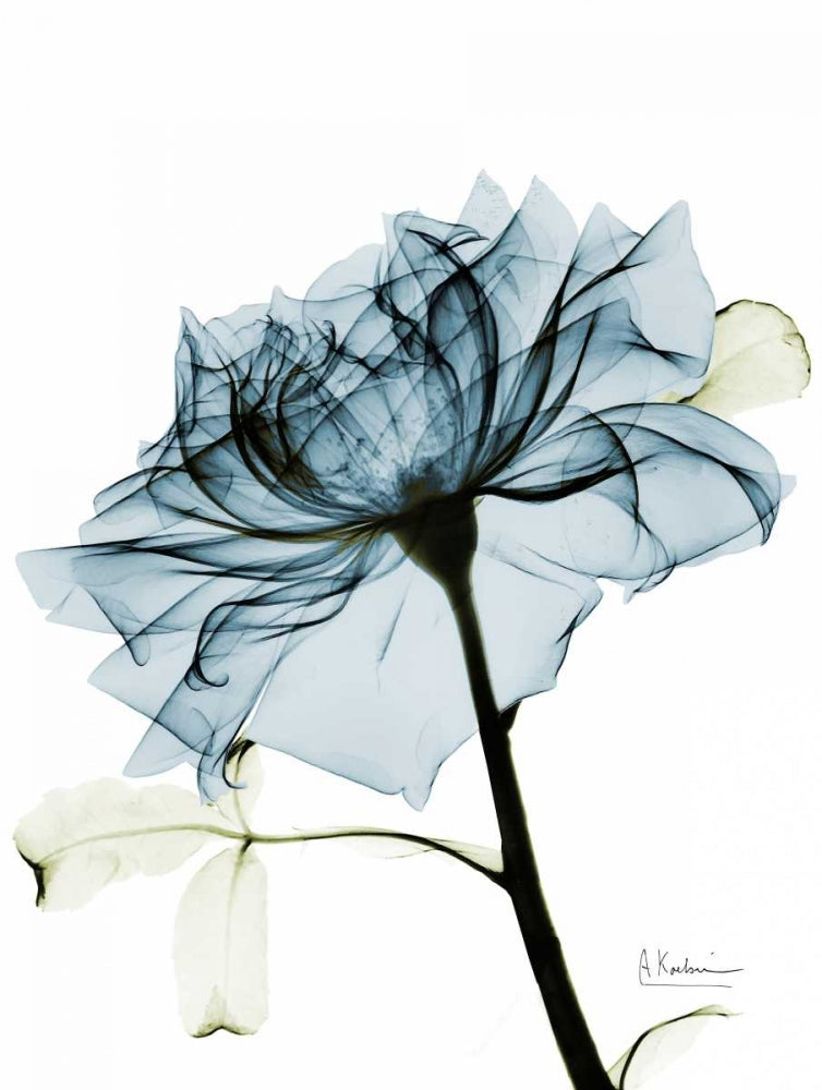 Rosa em Azul-Petróleo 2 — Koetsier, Albert