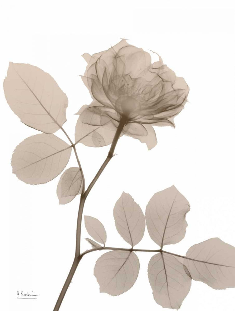 Creme de Rosas 1 — Koetsier, Albert