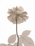 Creme de Rosas 2 — Koetsier, Albert