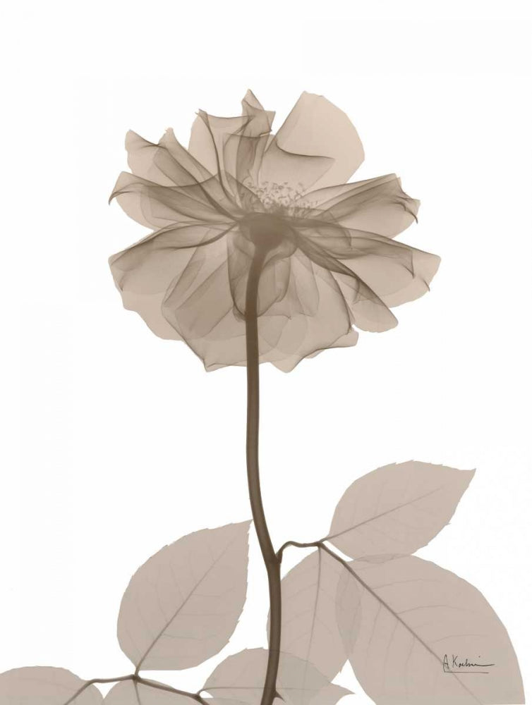 Creme de Rosas 2 — Koetsier, Albert