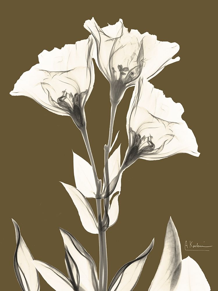 Genciana no Outono — Koetsier, Albert