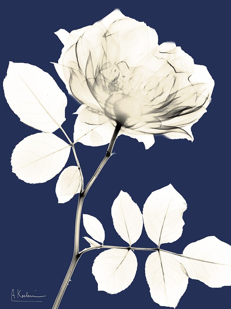 Dinastia Rosa Fria 1 — Koetsier, Albert