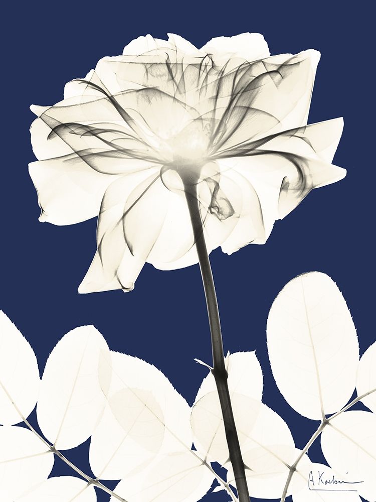 Dinastia Rosa Fria 2 — Koetsier, Albert