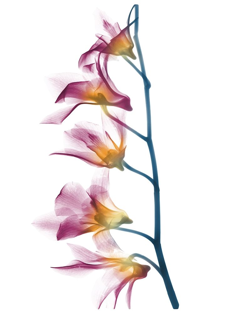 Orquídea de Verão B69 — Koetsier, Albert