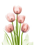 Torre de Tulipas Coral H27 — Koetsier, Albert