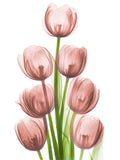 Torre de Tulipas Coral H26 — Koetsier, Albert