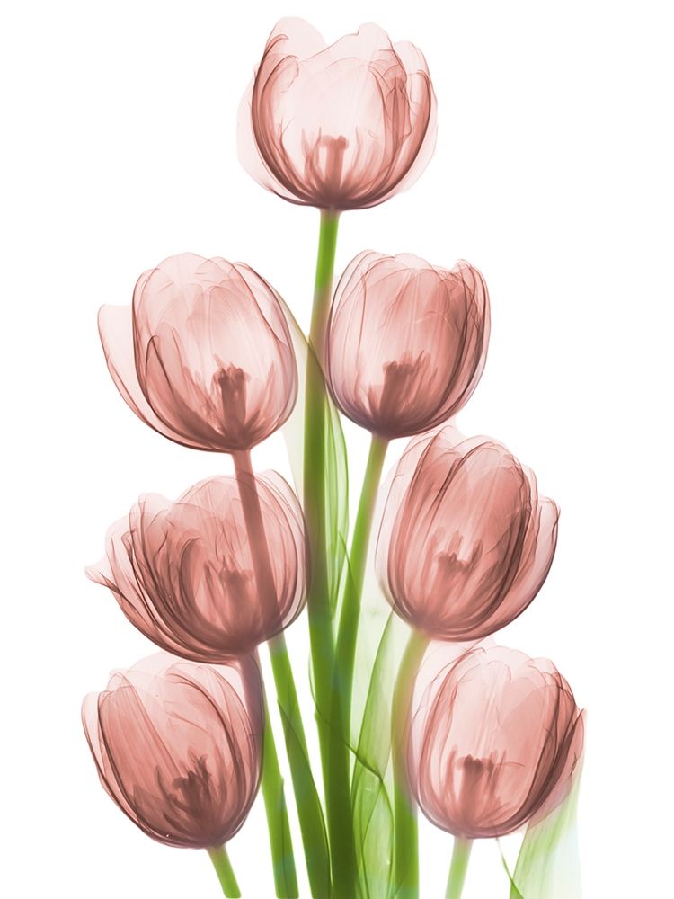 Torre de Tulipas Coral H26 — Koetsier, Albert