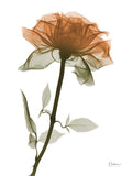 Rosa Urbana 1 — Koetsier, Albert