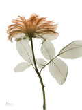 Rosa Urbana 2 — Koetsier, Albert