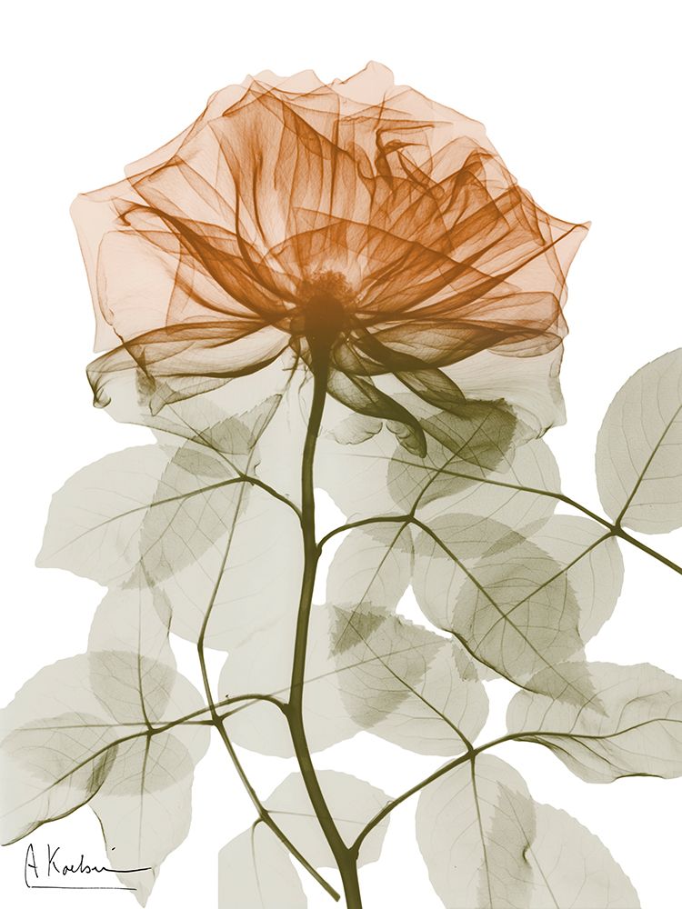 Selva Urbana Rosa 1 — Koetsier, Albert