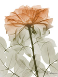 Selva Urbana Rosa 2 — Koetsier, Albert