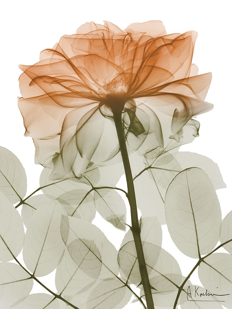 Selva Urbana Rosa 2 — Koetsier, Albert