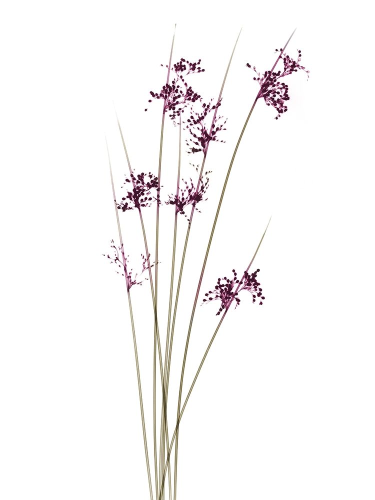 Brotos de Primavera — Koetsier, Albert