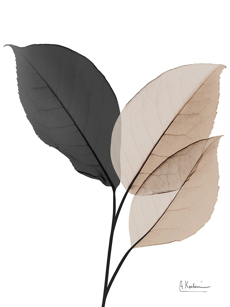 Sonho Generoso 1 — Koetsier, Albert