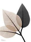 Sonho Generoso 2 — Koetsier, Albert