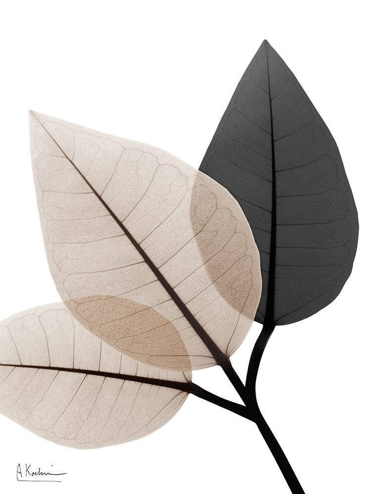Sonho Generoso 2 — Koetsier, Albert