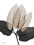 Sonho Generoso 3 — Koetsier, Albert