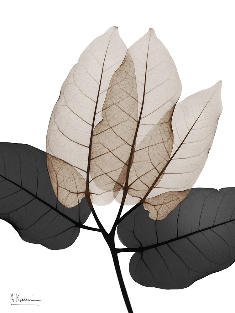 Sonho Generoso 3 — Koetsier, Albert
