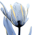 Tulipa Enluarada — Koetsier, Albert