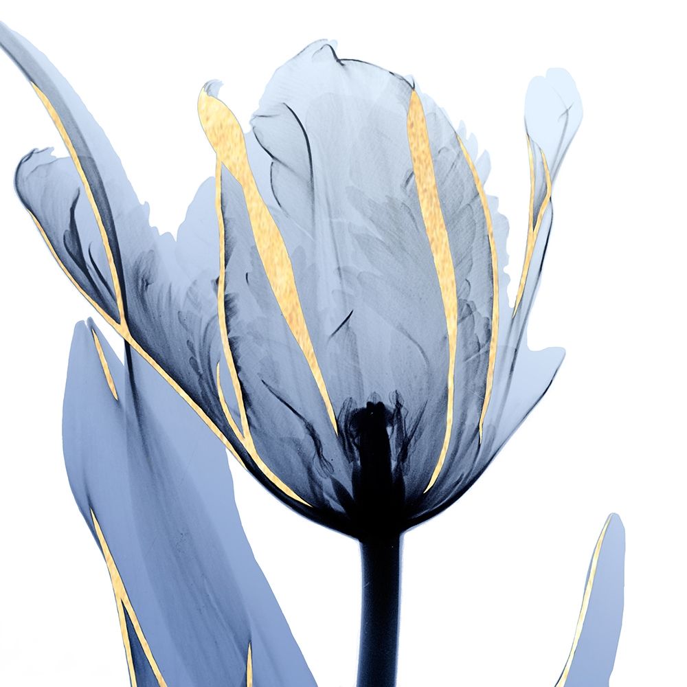 Tulipa Enluarada — Koetsier, Albert