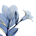 Mandevilla ao Luar — Koetsier, Albert