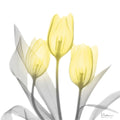 Tulipas Brilhantes 1 — Koetsier, Albert