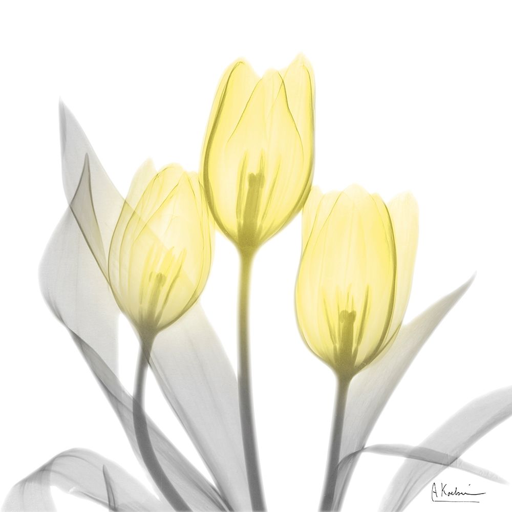 Tulipas Brilhantes 1 — Koetsier, Albert