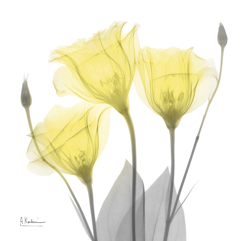 Gencianas Brilhantes 1 — Koetsier, Albert