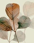 Folhas Marrons 2 — Boho Hue Studio