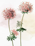 Cruciata em Aquarela — Allen, Kimberly