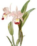 Amor de Orquídea 1 — Allen, Kimberly