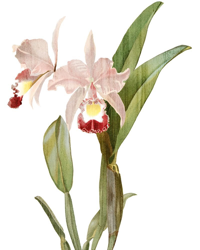 Amor de Orquídea 1 — Allen, Kimberly