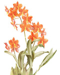 Amor de Orquídea 2 — Allen, Kimberly