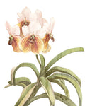 Amor de Orquídea 3 — Allen, Kimberly