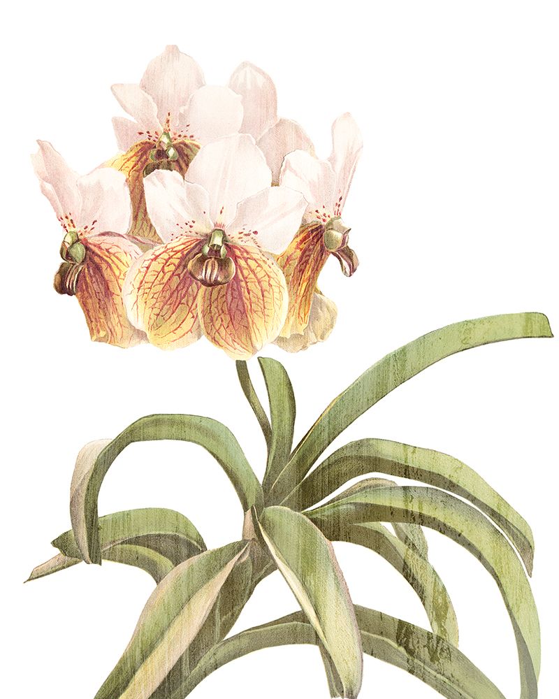 Amor de Orquídea 3 — Allen, Kimberly