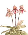 Amor de Orquídea 4 — Allen, Kimberly