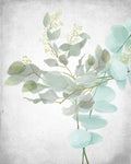 Eucalipto e Folhas 1 — Allen, Kimberly