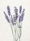 Lavanda em Linho 1 — Allen, Kimberly