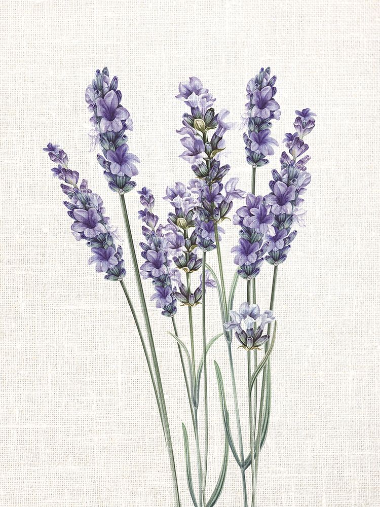 Lavanda em Linho 1 — Allen, Kimberly