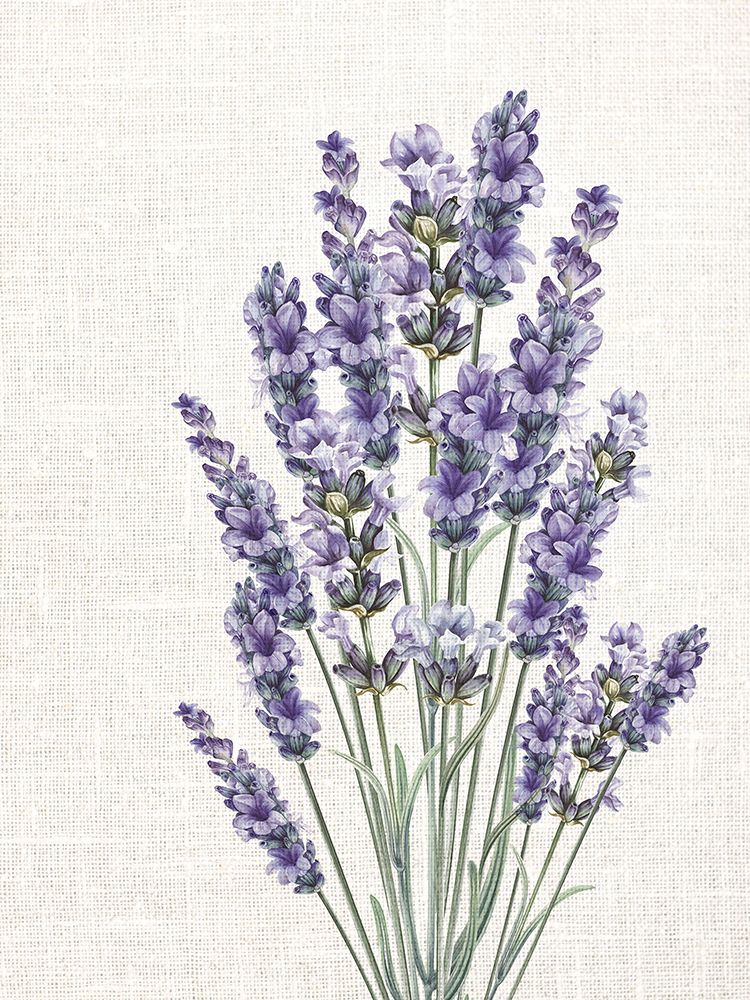 Lavanda em Linho 2 — Allen, Kimberly
