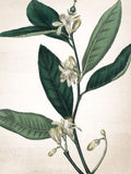 Botânico Verde 1 — Allen, Kimberly