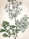 Botânico Verde 2 — Allen, Kimberly