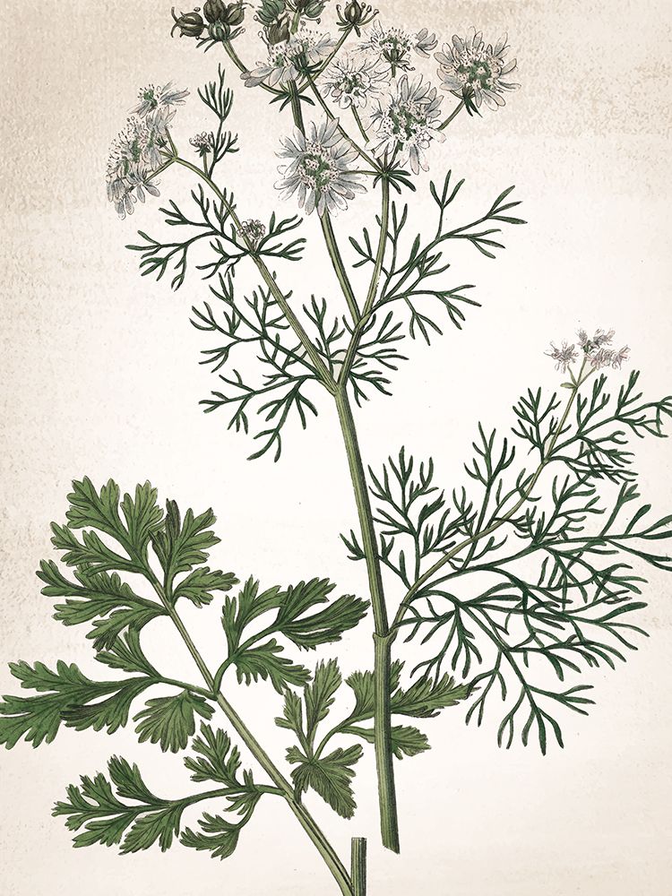 Botânico Verde 2 — Allen, Kimberly
