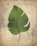 Palmeiras D — Allen, Kimberly